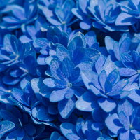 青く咲く紫陽花の花が密集して咲く初夏の風景の写真
