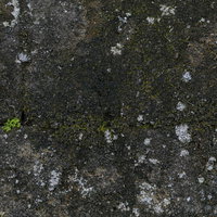 苔が生えたコンクリートの壁テクスチャーの写真