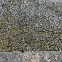 劣化したアスファルトに苔が生えたテクスチャーの写真