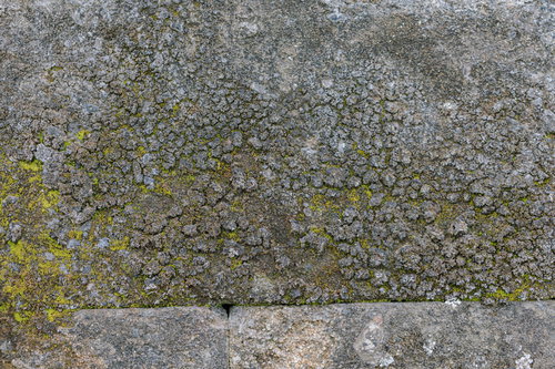 劣化したアスファルトに苔が生えたテクスチャー