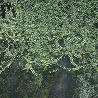 壁全体を覆う苔むす壁のテクスチャーの写真