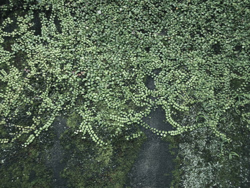 壁全体を覆う苔むす壁のテクスチャー