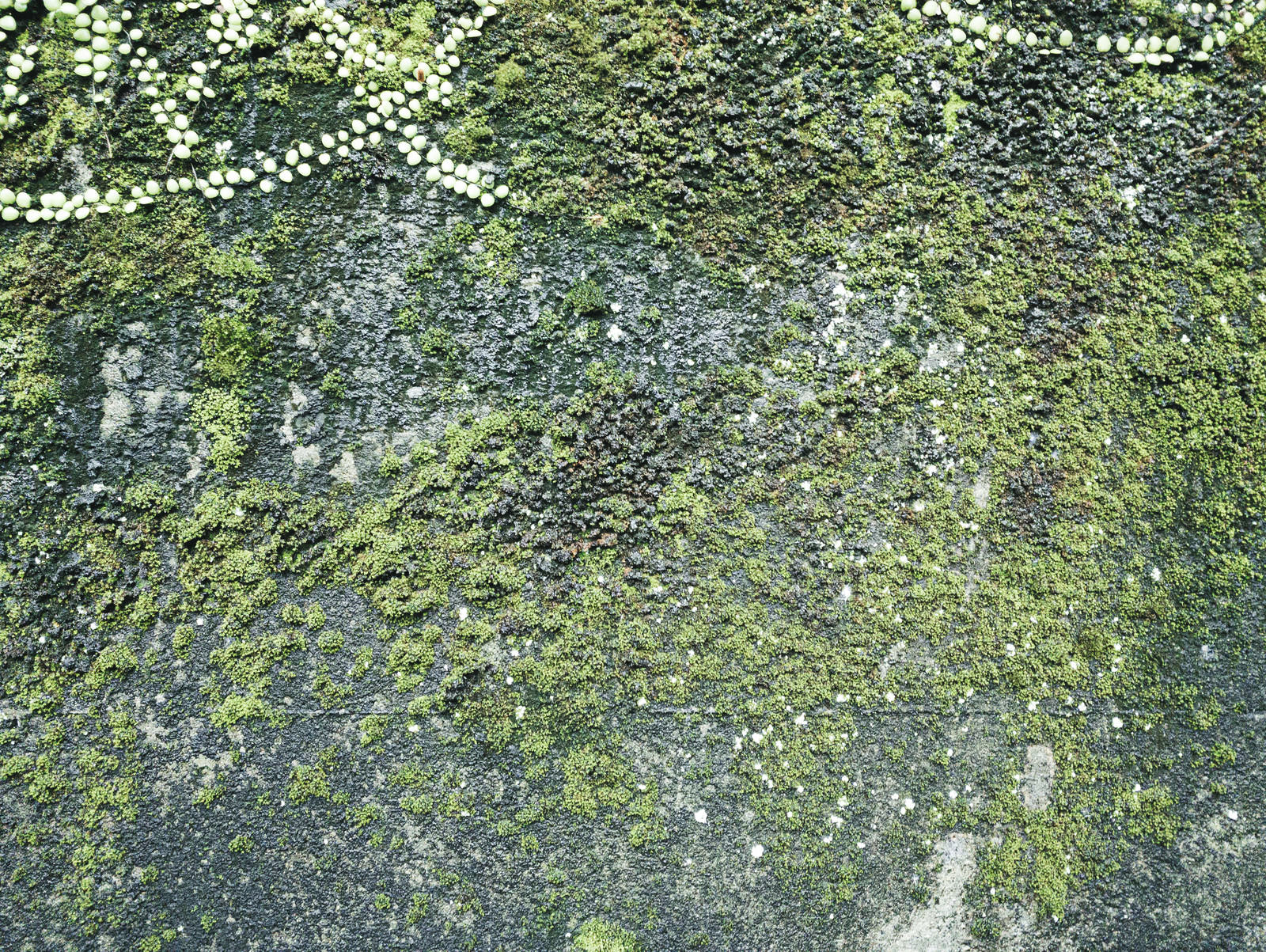緑色の苔が壁面全体を覆っている苔むした壁の自然なテクスチャー