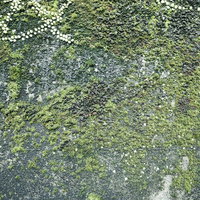 苔むした壁のテクスチャー 古い建物の風合いの写真