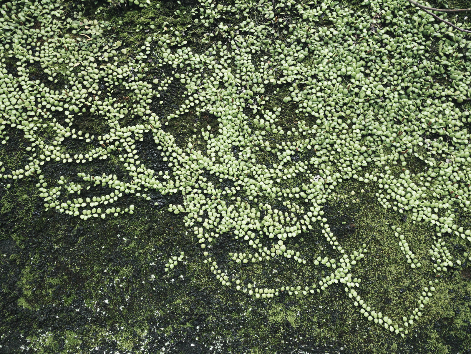 濃い緑色の苔が壁一面に密生している様子