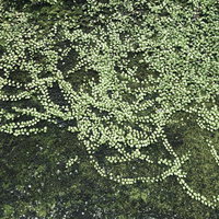 苔に覆われた壁のテクスチャーの写真