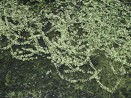 苔に覆われた壁のテクスチャー