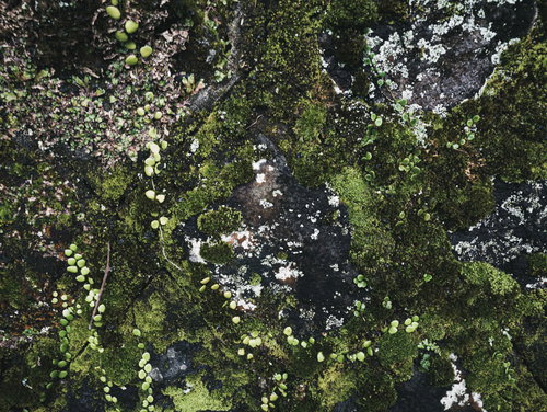 所々に繁殖した苔のテクスチャー。石壁表面の自然な質感