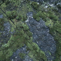 溝の部分から繁殖する苔のテクスチャの写真