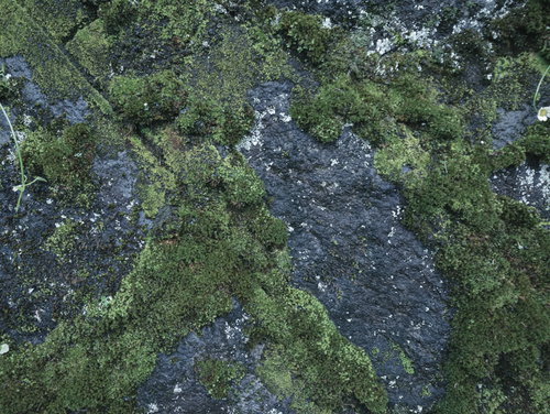 溝の部分から繁殖する苔のテクスチャ