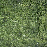 苔むした壁のテクスチャーの写真