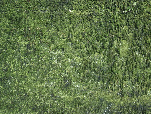 苔むした壁のテクスチャー