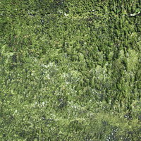 壁一面の苔むした石のテクスチャの写真