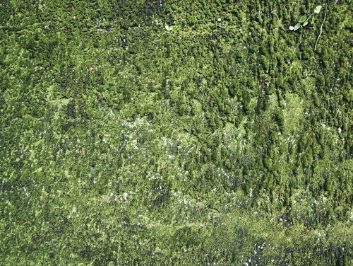 壁一面の苔むした石のテクスチャ