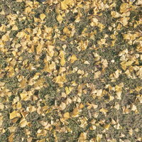 芝生に落ちたイチョウの黄色い落ち葉（テクスチャ）の写真