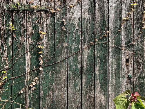 根を張る蔦が絡まった古い木の塀のテクスチャー