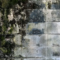ブロック塀にへばり付いた苔のテクスチャーの写真