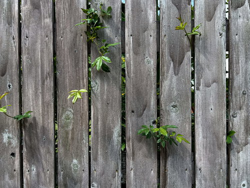 目隠し塀からはみ出した新緑の葉っぱのテクスチャー