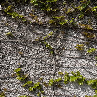 モルタルの擁壁に張る蔦の根っこのテクスチャーの写真