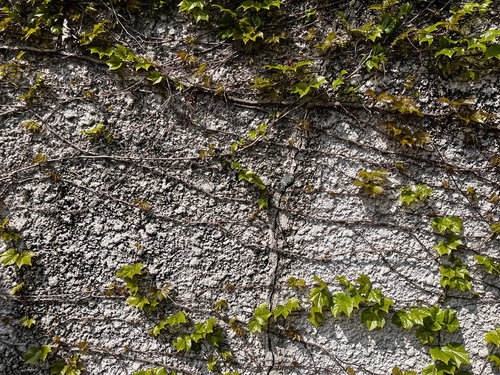 モルタルの擁壁に張る蔦の根っこのテクスチャー