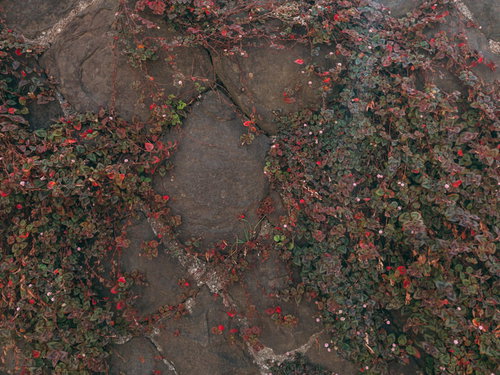 古い石垣に這う雑草と苔のテクスチャ