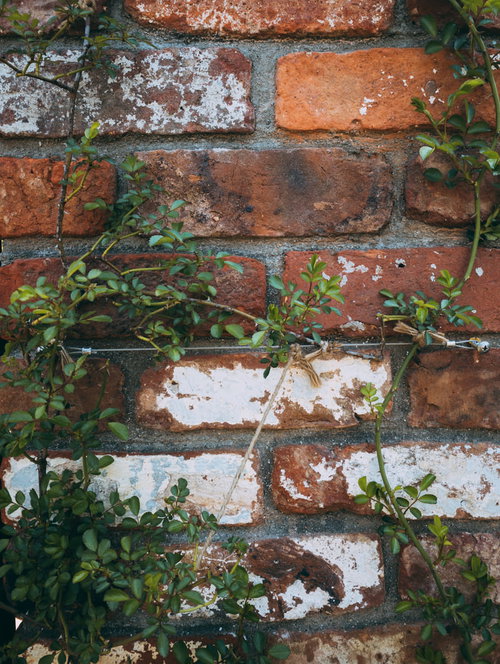 赤茶色のレンガ壁に絡まるつるバラの茎と緑の葉