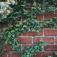 赤いレンガ壁に絡むつるバラと緑の葉、古い建物の壁面を彩るの写真