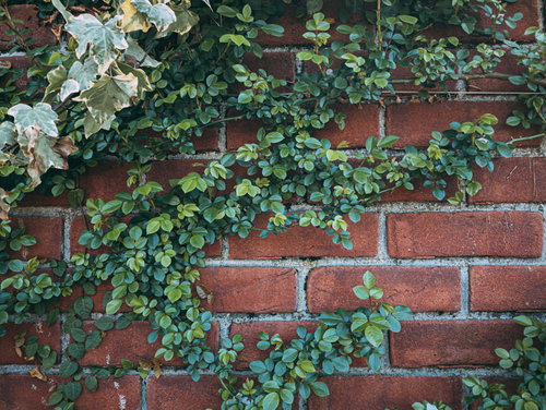 赤いレンガ壁に絡むつるバラと緑の葉、古い建物の壁面を彩る