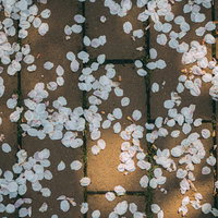 レンガの地面に散った桜の花びらと木漏れ日の写真