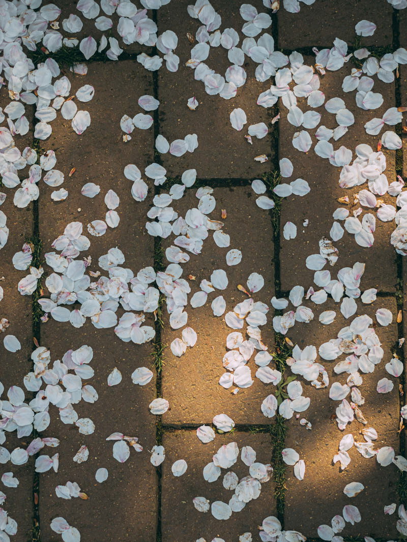 レンガの地面に散った桜の花びらが木漏れ日に照らされている