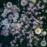 ガーデニングの花壇に咲く小さな白と紫の花の写真