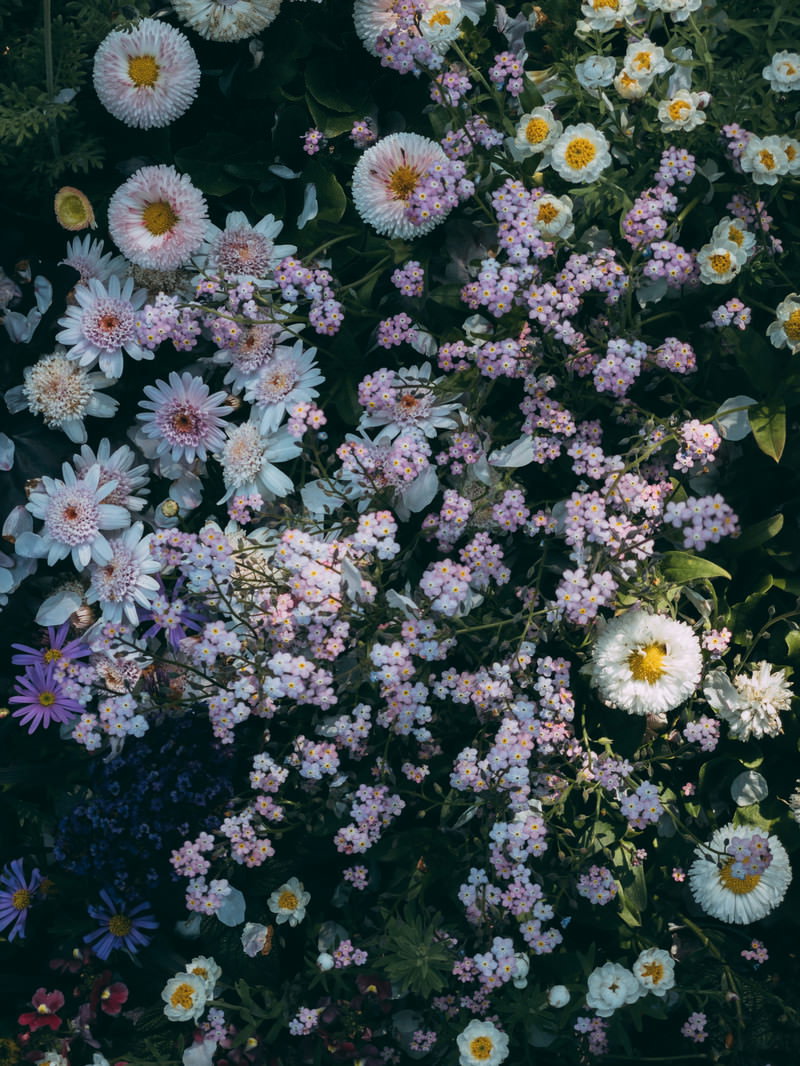 白や薄紫の小さな花が密集して咲く花壇の様子