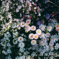 色々な花が植えられた花壇の風景の写真