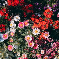 日が傾いた頃の花壇に咲く色とりどりの花々の写真
