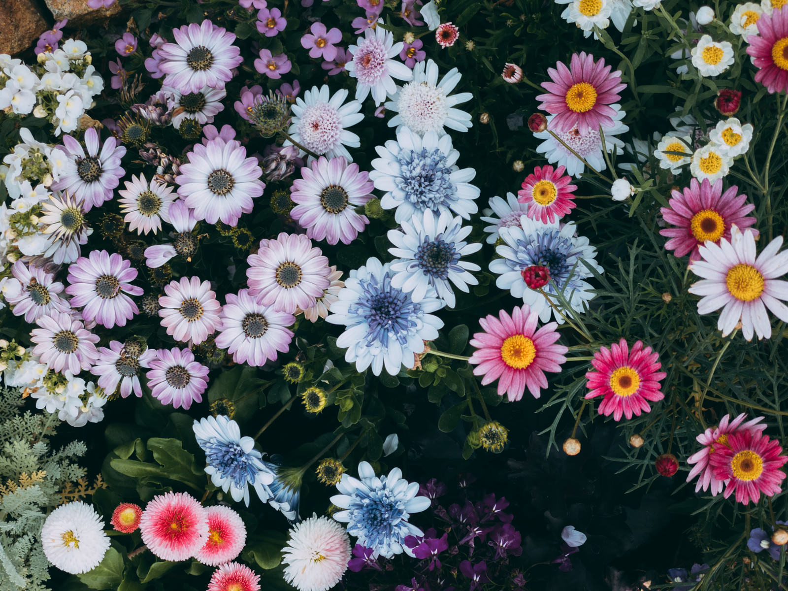 白やピンクの小さな花が密集して咲く色とりどりの花壇