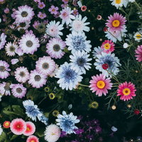 まんまるお花が咲く色とりどりの花壇の春景色の写真