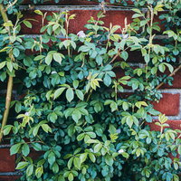 赤茶色のレンガ壁にはりめぐる緑の蔦の葉と植物の成長の写真