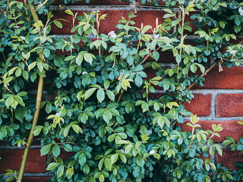 赤茶色のレンガ壁にはりめぐる緑の蔦の葉と植物の成長