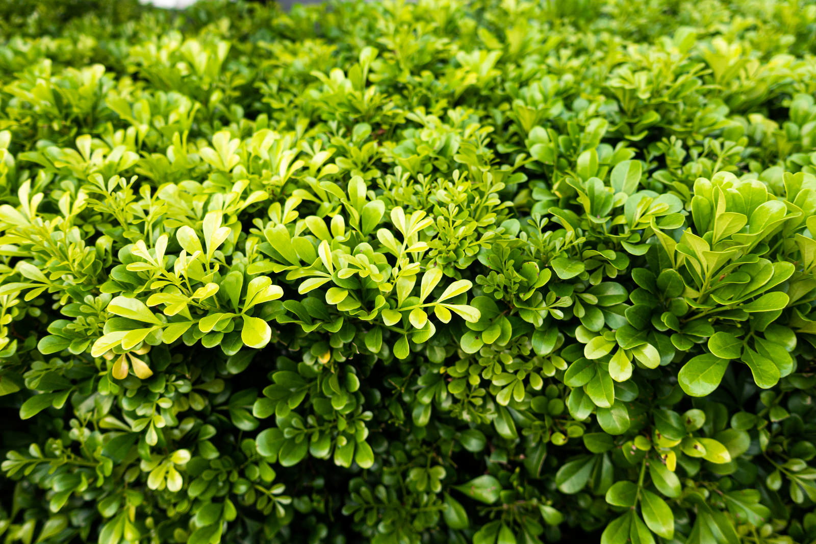 密集した緑色の小さな葉が茂る低木