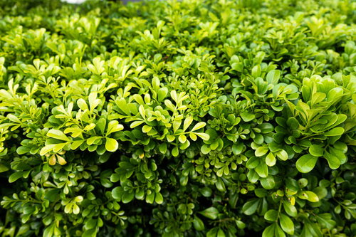 歩道によくある密集した緑色の低木