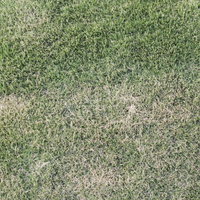 芝生のテクスチャーと自然な質感 緑の草地パターンの写真