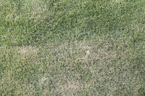 芝生のテクスチャーと自然な質感 緑の草地パターン