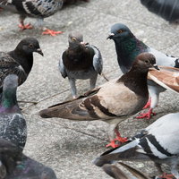 餌の取り合いで睨み合うハトの群れの写真