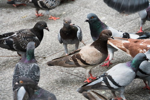 餌の取り合いで睨み合うハトの群れ