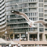 観光地のマンション群を背景に飛び立つかもめの写真
