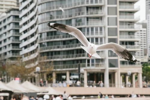 観光地のマンション群を背景に飛び立つかもめ