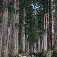 所々雪が残る初冬の奥社杉並木を歩く人々の姿の写真