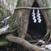 現在はしめ縄が張られて立ち入り出来ないが、かつてはテレビCMで有名になった杉の祠の写真