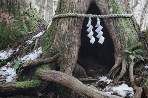 現在はしめ縄が張られて立ち入り出来ないが、かつてはテレビCMで有名になった杉の祠