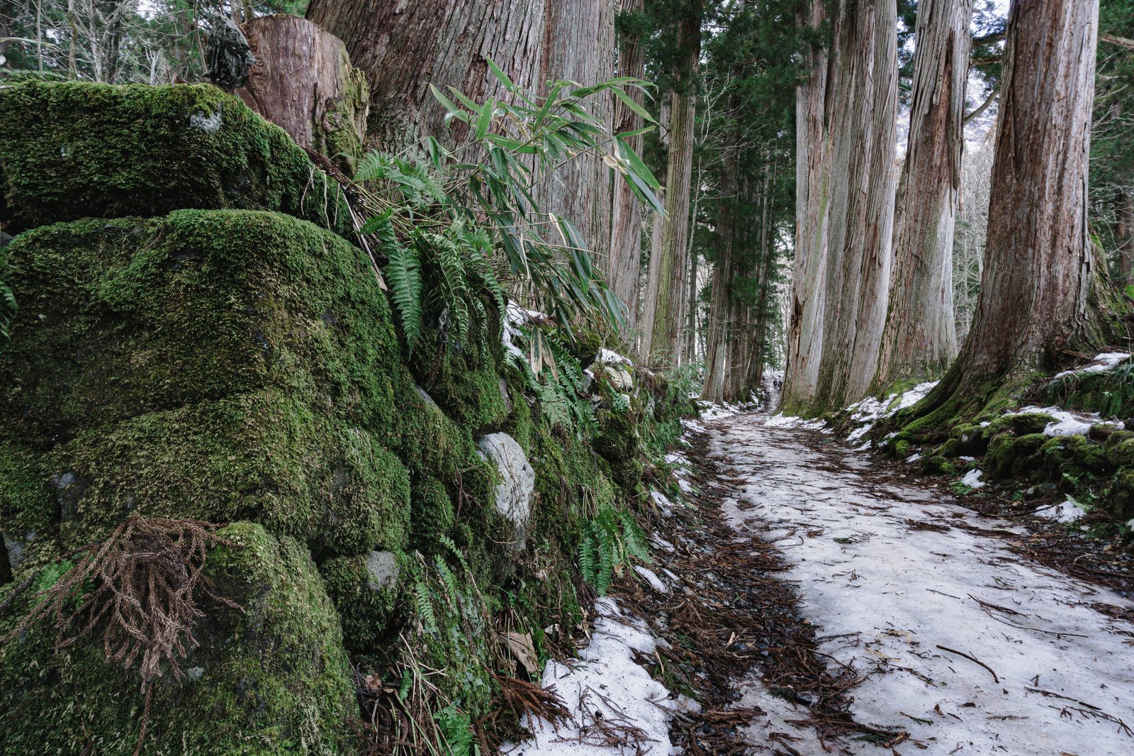 戸隠奥社杉並木脇の苔むした石垣と残雪